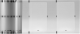 Защитное покрытие Magicard Prima 461. Ламинационная лента с голографически подобным изображением "snowflake" на 1000 отпечатков для Prima 4 и 8